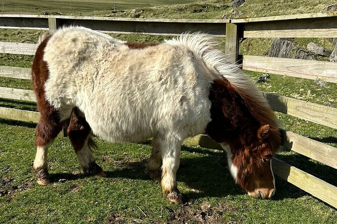 Shetland Pony Express - Deciding how to use the Scalloway stop