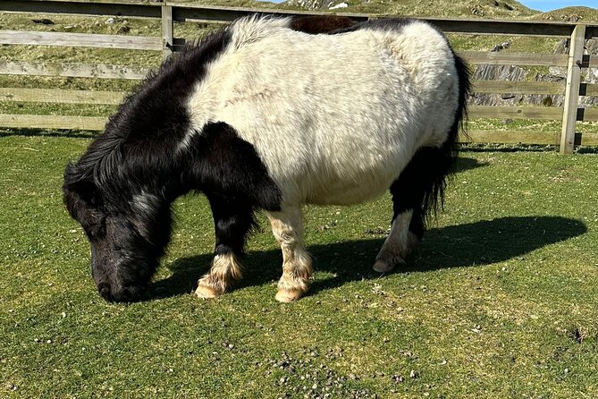 Shetland Pony Express - Meeting the Shetland ponies at Carol’s