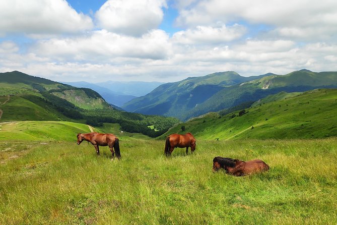 Short Horseback riding - Kolasin - Following the horses toward the national park