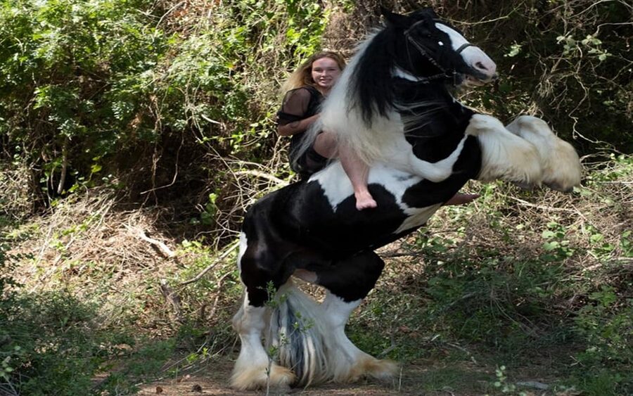 Side: Horse Safari Tour - The Horses and Stable Experience