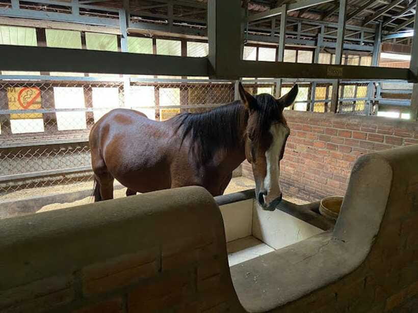 Siem Reap Happy Horse Riding Free Pick-up & Drop-off - Riding through fields and village surroundings