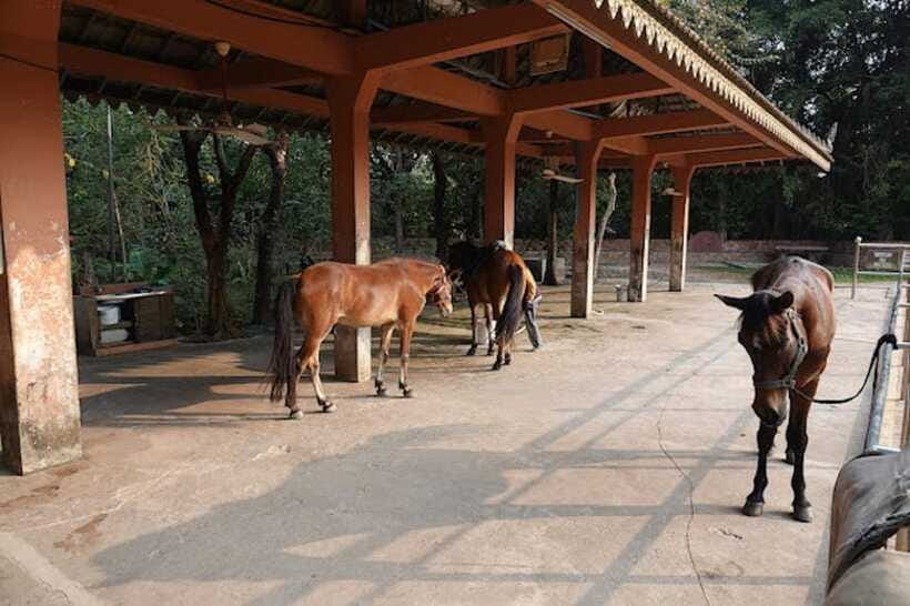 Siem Reap Happy Horse Riding Free Pick-up & Drop-off - Hotel pickup by tuk tuk