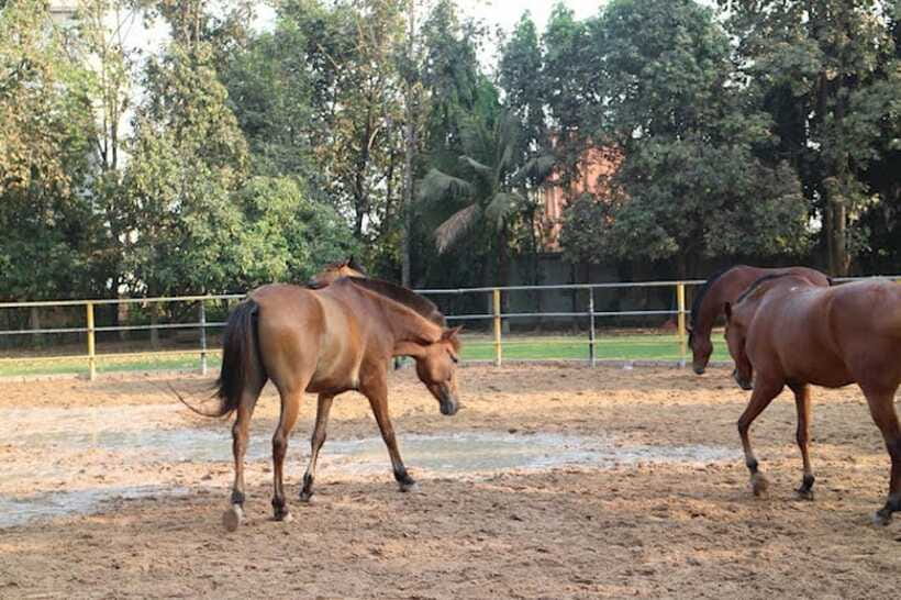 Siem Reap Happy Horse Riding Free Pick-up & Drop-off - Picking the right length for your day