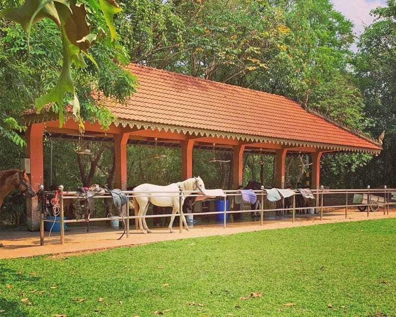 Siem Reap Happy Horse Riding Free Pick-up & Drop-off - Who will enjoy this horse ride most?