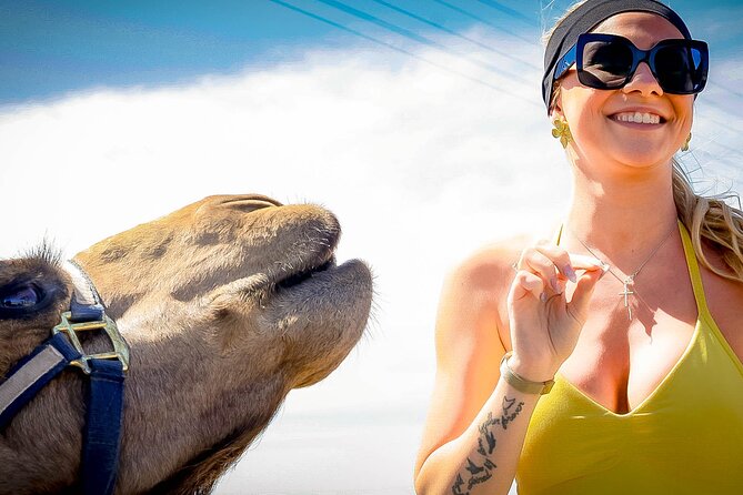 Sky Bike Free Camel Ride and Horseback Riding - The sky bike is the big adrenaline moment