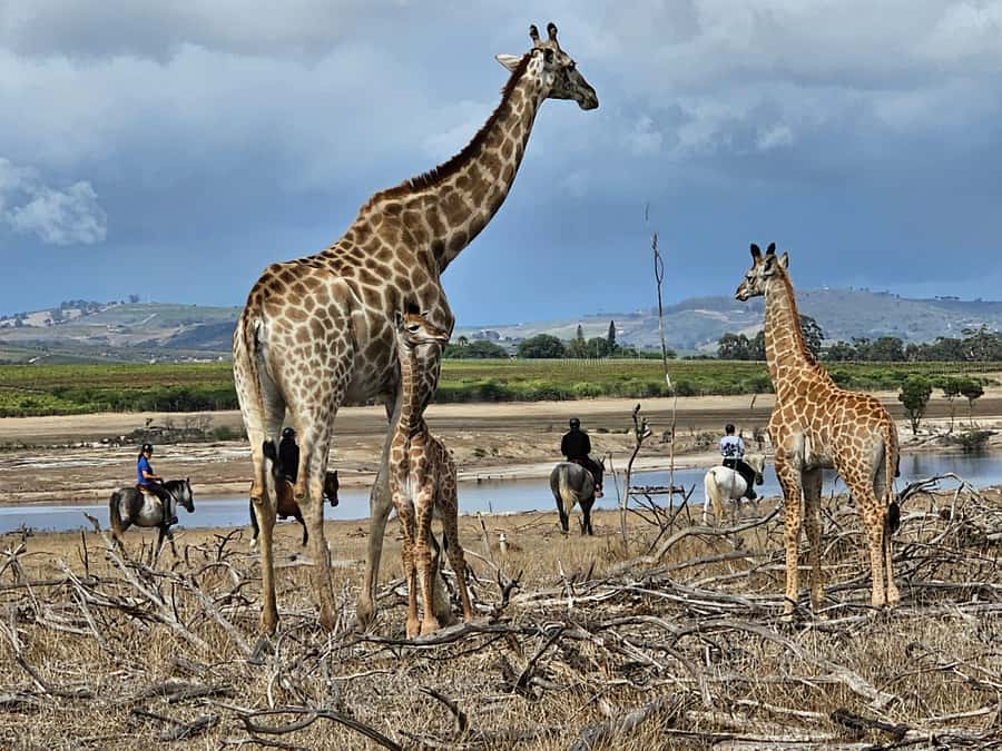 Stellenbosch: Horse Riding Wildlife Safari - Key points at a glance