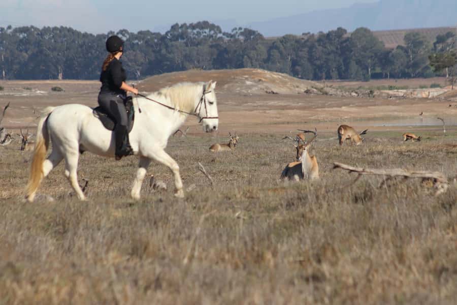 Stellenbosch: Horse Riding Wildlife Safari - The 90-minute ride through the reserve