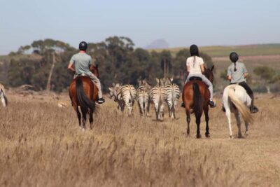 Stellenbosch: Horse Riding Wildlife Safari