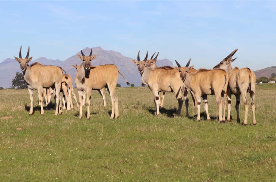 Stellenbosch: Horse Riding Wildlife Safari - Is $98 a fair price?