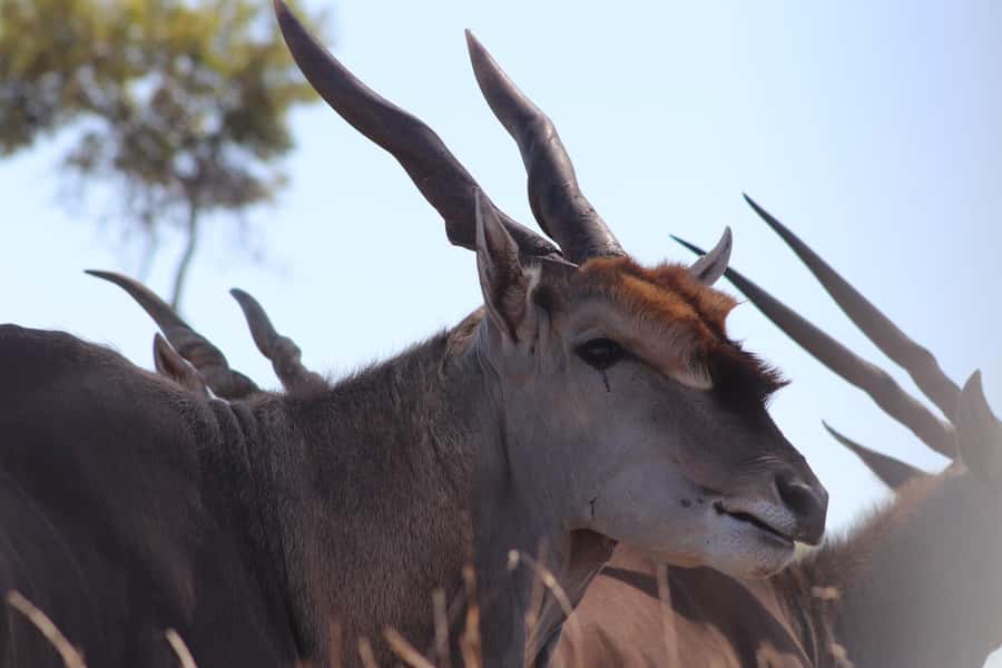 Stellenbosch: Horse Riding Wildlife Safari - Who will enjoy this most