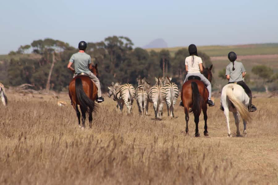 Stellenbosch: Horse Riding Wildlife Safari - What happens when you arrive