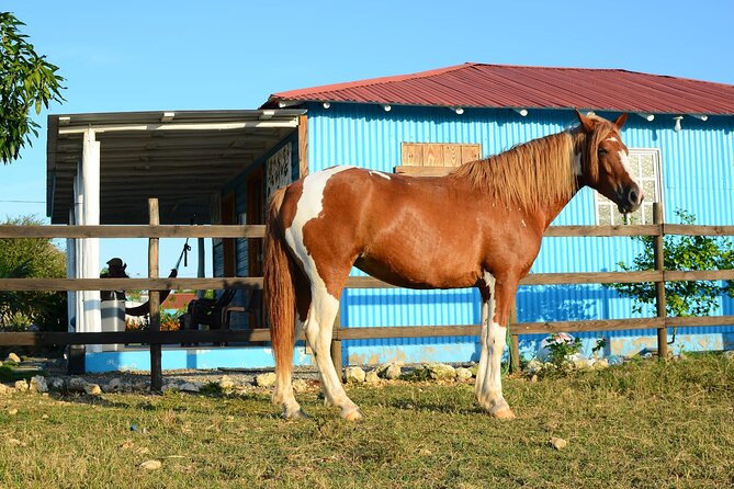 Sunset Horseback Riding Tour in Punta Cana (Private Option) - Practical details that can save you trouble