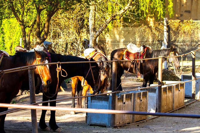 Sunset Horseback Riding - Meeting your horse and learning the basics