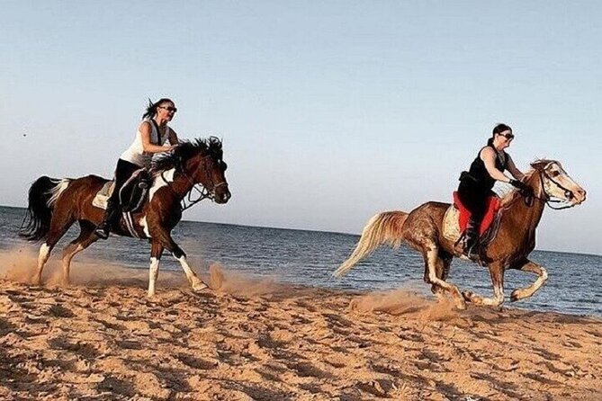 Swimming by Horse at Red Sea Beach & Desert with Dinner- Hurghada - Key points at a glance