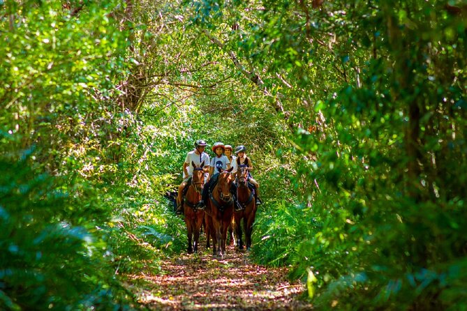 Swimming with Horses at the Beach from Punta Cana Free transportation - Indigenous Eyes and the Taino connection