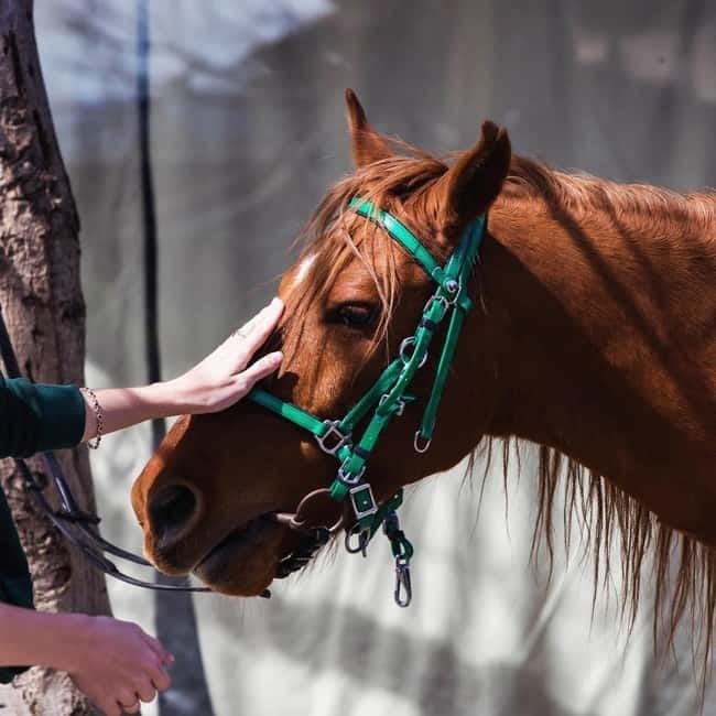 Tbilisi: Kakheti Horse Riding, Wine Tasting, and Cooking … - Leaving Tbilisi for Qedeli