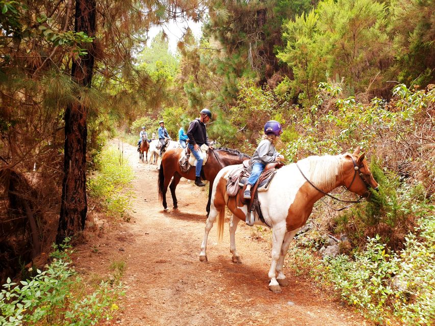 Tenerife: Guided Horseback Riding Tour to the Lomo Forest - Key points before you book