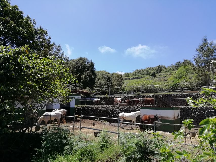 Tenerife: Guided Horseback Riding Tour to the Lomo Forest - The best parts, and the limits