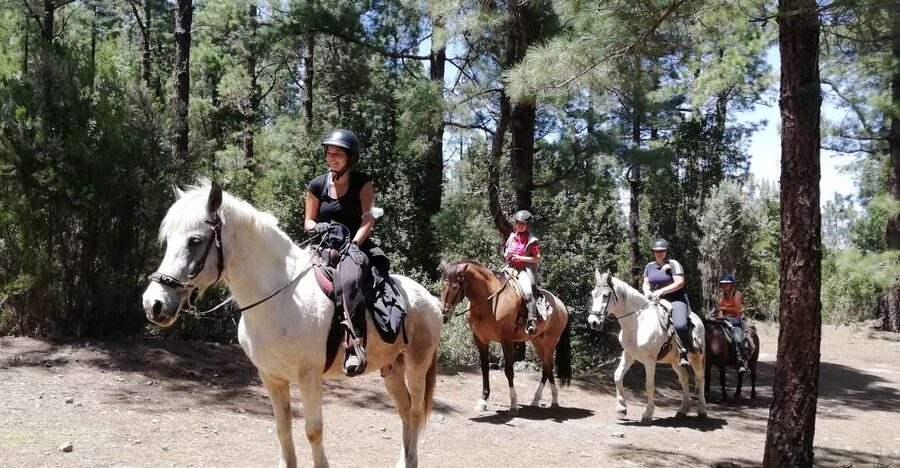 Tenerife: Guided Horseback Riding Tour to the Lomo Forest - From Finca Estrella into Lomo Cuchillo