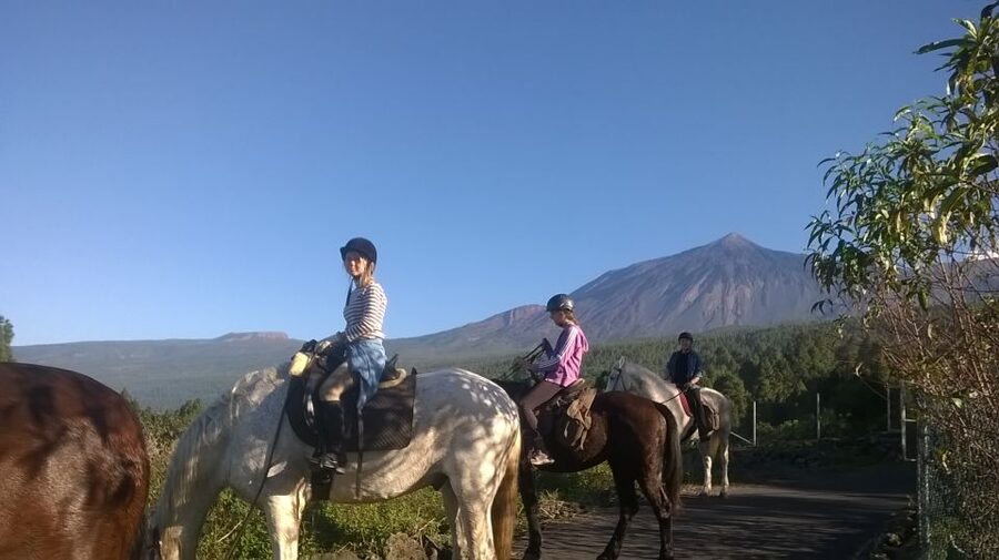 Tenerife: Guided Horseback Riding Tour to the Lomo Forest - Friendly horses and hands-on care