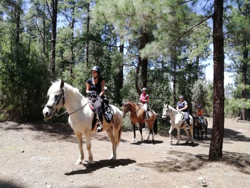 Tenerife: Guided Horseback Riding Tour to the Lomo Forest - What to wear and bring