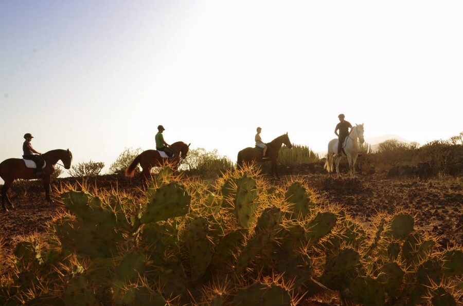 Tenerife: Horseback Ride with Instructor - The first lesson is simple, but important