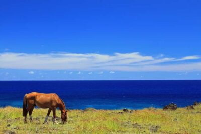 Terevaka Horse Excursion: The highest point and 360° view.