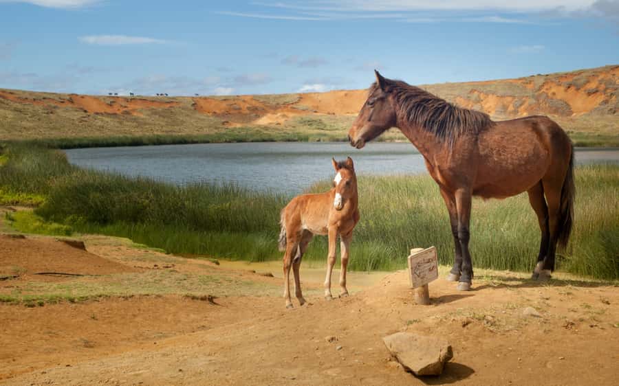 Terevaka Horse Excursion: The highest point and 360° view. - Is $130 good value?