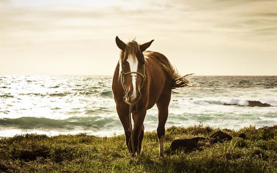 Terevaka Horse Excursion: The highest point and 360° view. - How the Spanish-language guide affects the experience