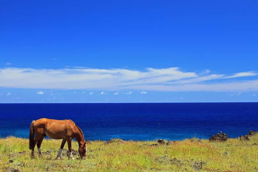 Terevaka Horse Excursion: The highest point and 360° view. - The 150-minute outing, from pickup to return