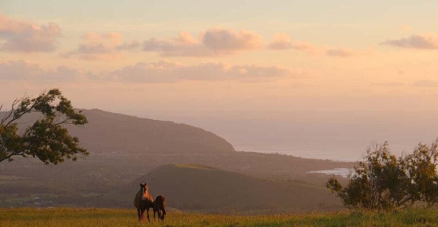 Terevaka Mount: Morning Horseback Riding & Planting Tour - Key Points to Know Before You Ride