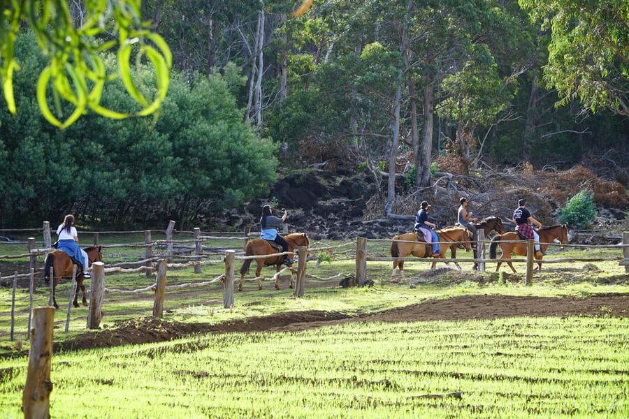 Terevaka Mount: Morning Horseback Riding & Planting Tour - Is $150 a Good Value?