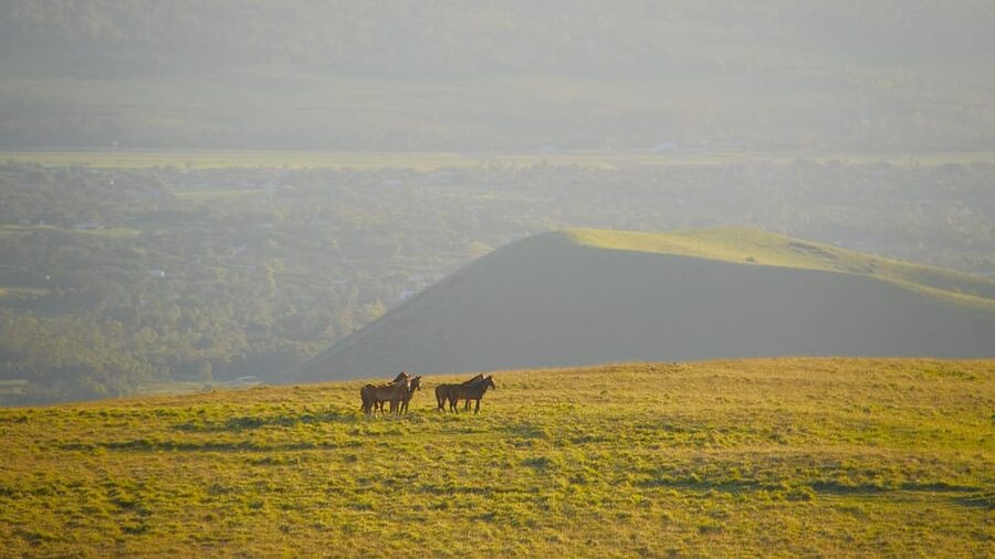 Terevaka Mount: Morning Horseback Riding & Planting Tour - Who Should Book This Ride?