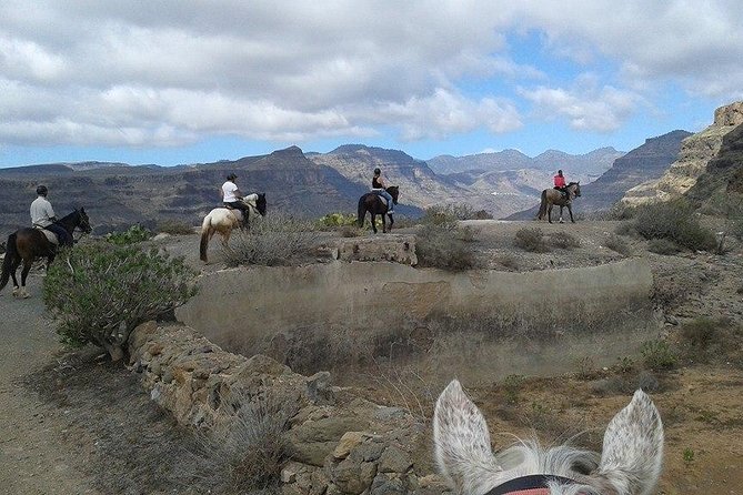 The Best Horse Riding Experience in Gran Canaria (2 hours) - Choosing the right horse and riding partner