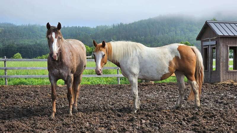 The Montagnarde: Guided horseback ride on mountain trails. - Key points to know before booking