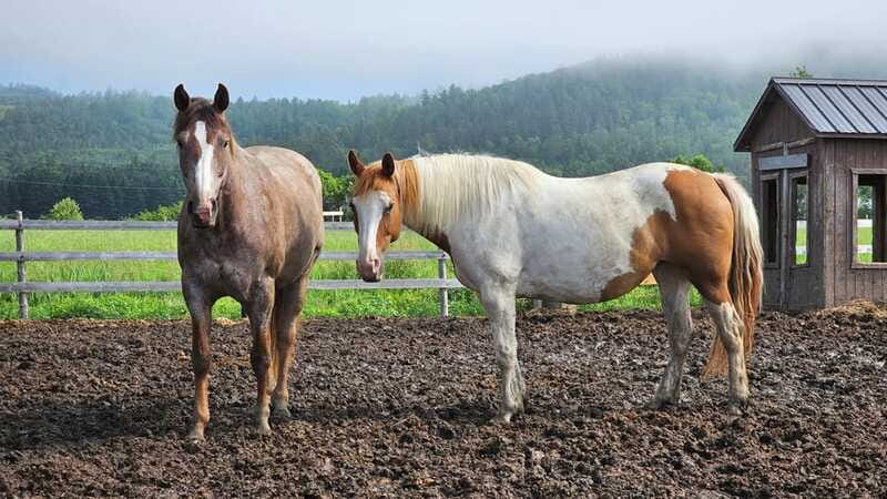 The Montagnarde: Guided horseback ride on mountain trails. - Is $122 a fair price?