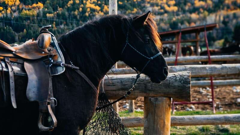 The Montagnarde: Guided horseback ride on mountain trails. - Meeting your horse before the trail