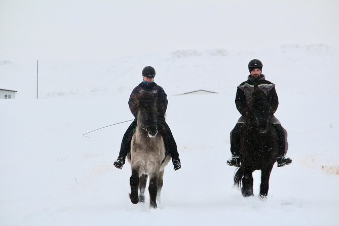 The Viking Horse Riding Experience in North Iceland - Why this ride is a highlight near Varmahlíð