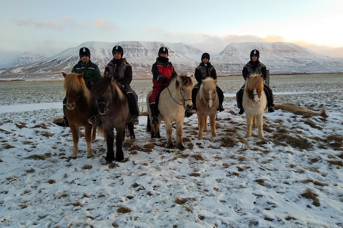 The Viking Horse Riding Experience in North Iceland - Trying the Icelandic horse’s famous tölt