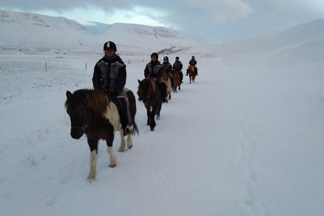 The Viking Horse Riding Experience in North Iceland - Is $123.75 a fair price?