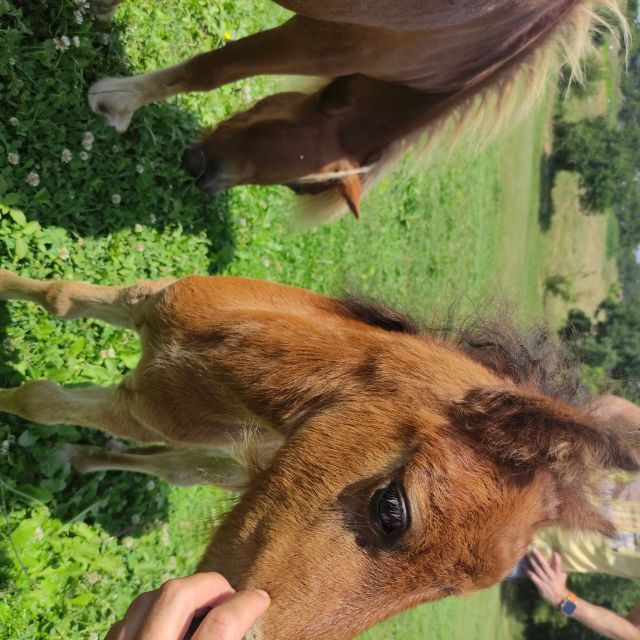 Thessaloniki:Horse Riding in a farm - What makes Dora and the ranch staff important