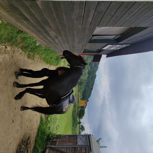 Thessaloniki:Horse Riding in a farm - Who should book this experience?