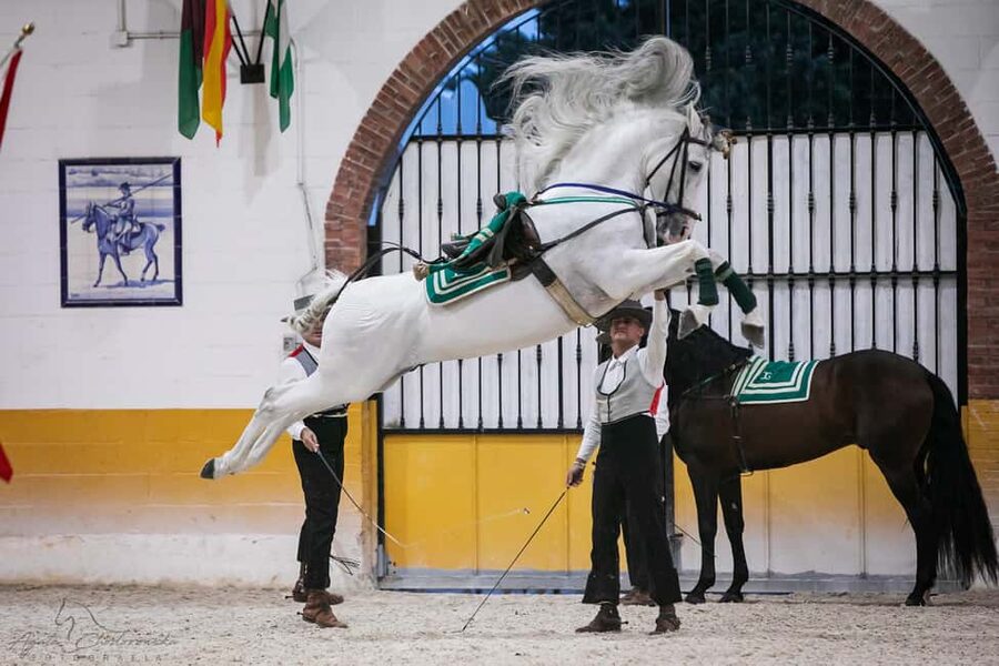 Torremolinos: Spanish horse and flamenco show - Ninety minutes of Spanish horses and music