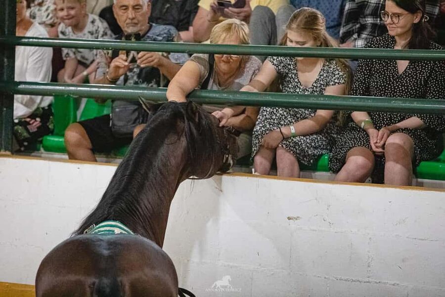 Torremolinos: Spanish horse and flamenco show - Transport from Málaga, Torremolinos, and Fuengirola