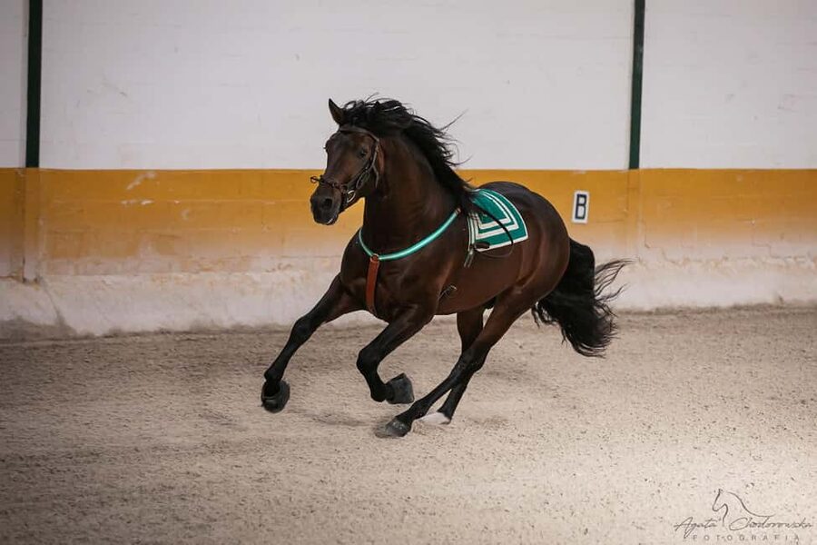 Torremolinos: Spanish horse and flamenco show - The 30-minute stable visit