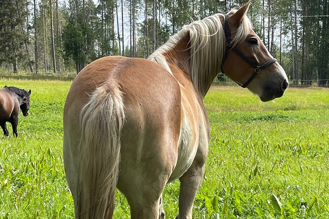 Tour to Aurora Horses Farm with Charming Finnhorses - The short lead-rein ride