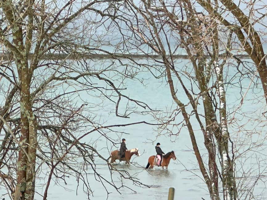 Tromsø: Horseback Riding Tour - Three Norwegian Breeds and Their Stories