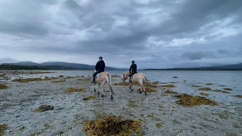 Tromsø: Horseback Riding Tour - Wildlife Watching From the Saddle