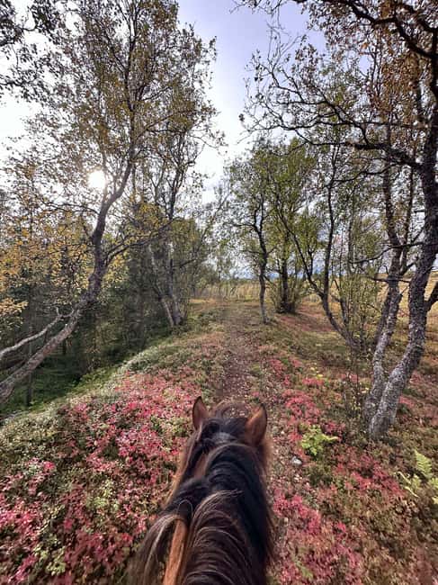 Tromsø: Horseback Riding Tour - Clothing, Age Limits, and Comfort