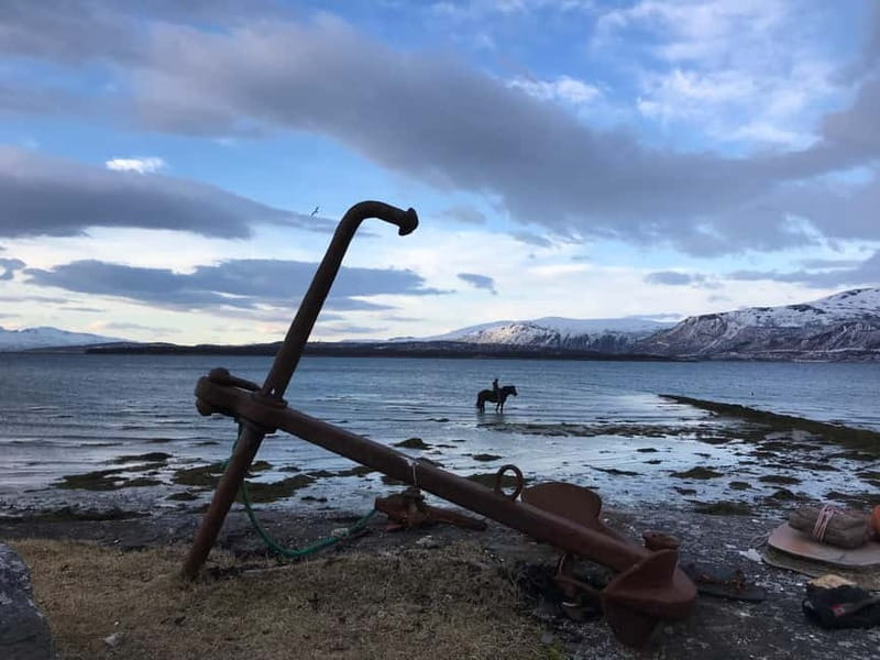 Tromsø: Horseback Riding Tour - Meeting Your Horse Before the Ride
